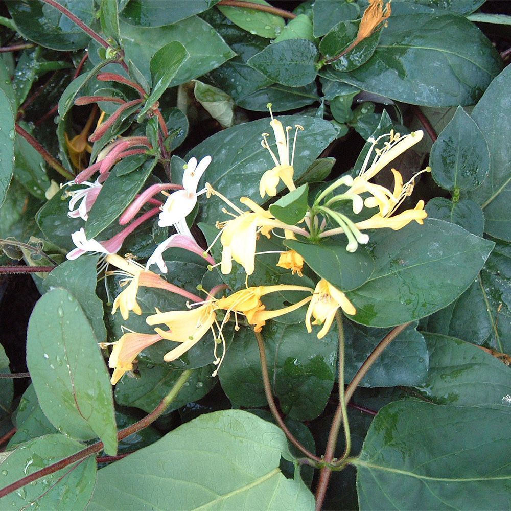 Lonicera japonica Purpurea